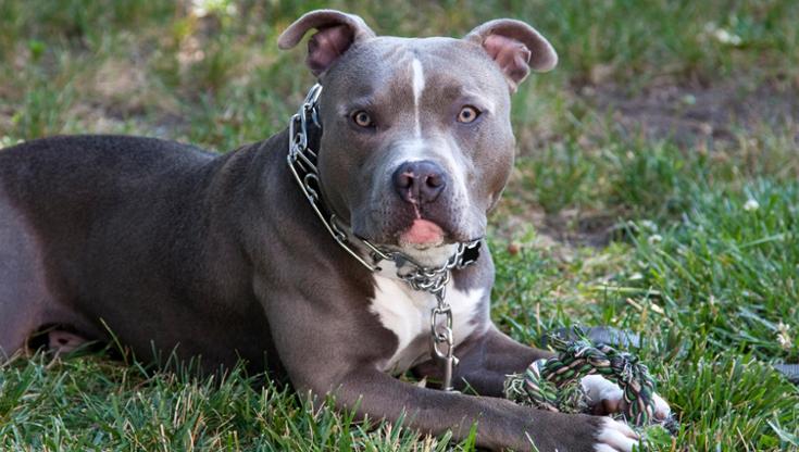 Immagine del post 8695 - Bari Bambina di 2 anni aggredita dal cane del nonno nel Brindisino: è in prognosi riservata - Bari