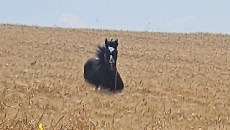 Immagine del post 8730 - Bari Cavallo fugge da un’azienda a Gravina in Puglia e finisce in un canale: salvato dai vigili del fuoco - Bari