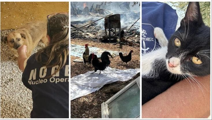 Immagine del post 23032 - Bari Cani, gatti, galline e maiali: nel campo rom bruciato c’erano anche loro. “Tutti salvi, tranne uno” - Bari