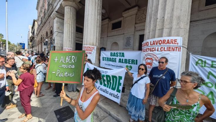 Alberi a Bari, la battaglia tra ambientalisti e Comune: “È una strage”. “Falso, ne avremo 15mila” - Bari
