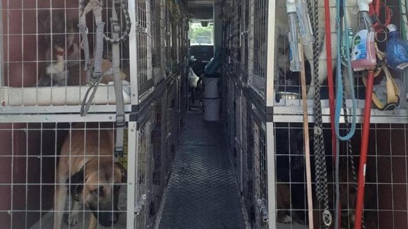 Quarantasei cuccioli di cani senza documenti su un’auto diretta in Germania: fermato a Bari - Bari