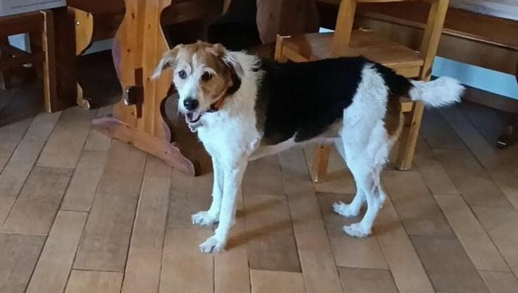 Vieste, muore la padrona e la cagnolina Nanà rimane sola. I volontari: “Aiutiamola a tornare felice” - Bari