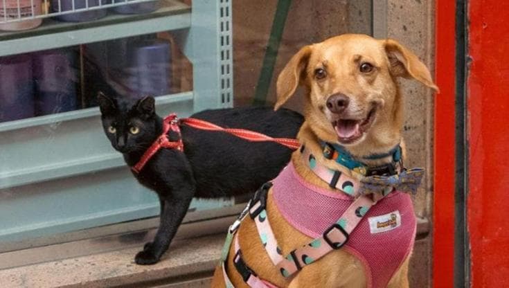 Immagine del post 26267 - Bari “200 euro per fare riascoltare la voce del cane morto”. Ma parte audio asino: scoperto falso medium - Bari