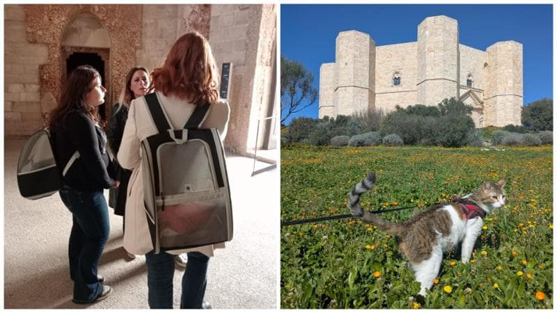 Castel del Monte è pet friendly: la visita si potrà fare con gatti e cani (piccoli) nel trasportino - Bari