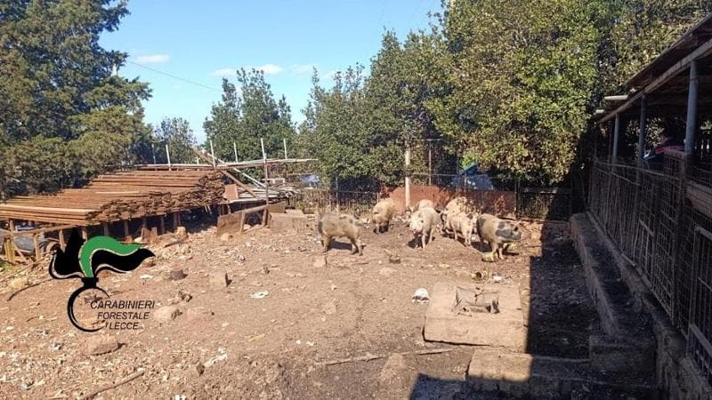 Immagine del post 4373 - Bari Maiali tenuti tra scarti e letame, sigilli a un allevamento abusivo nel Salento: denunciati in due - Bari