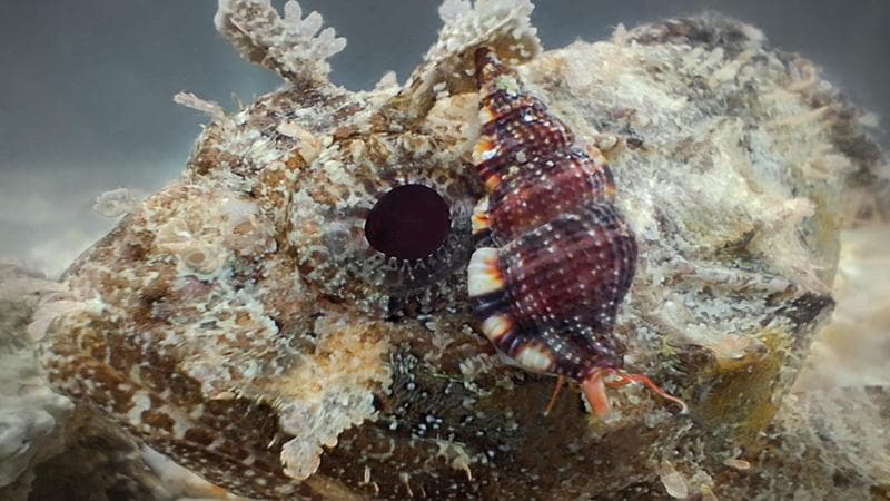 Immagine del post 20758 - Bari La lumaca vampiro di Porto Cesareo eletta "Mollusco dell'anno": premiata la ricerca pugliese - Bari
