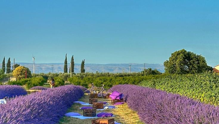 Immagine del post 8763 - Bari Girasoli e lavande, a Foggia apre il campo di Cascina Savino: “Omaggio alla pace in tempi difficili” - Bari