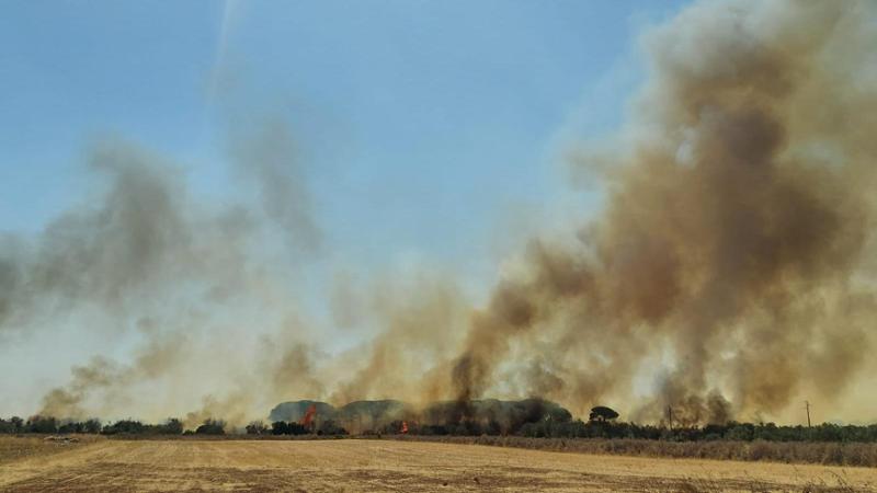 Immagine del post 9858 - Bari Tricase, incendio si propaga dalle sterpaglie: le fiamme fanno strage di animali chiusi in recinto - Bari