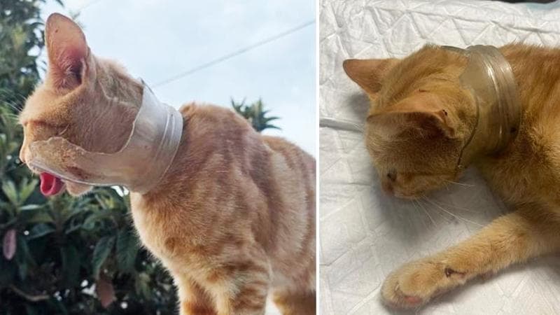 Immagine del post 10897 - Bari Gatto incastrato in un barattolo rotto, Porto Cesareo si mobilita e salva Leone: “Ora cerca casa” - Bari