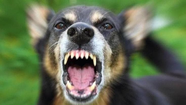 Cane lupo aggredisce madre e figlia di 12 anni in vacanza in Salento: ferito anche il soccorritore - Bari