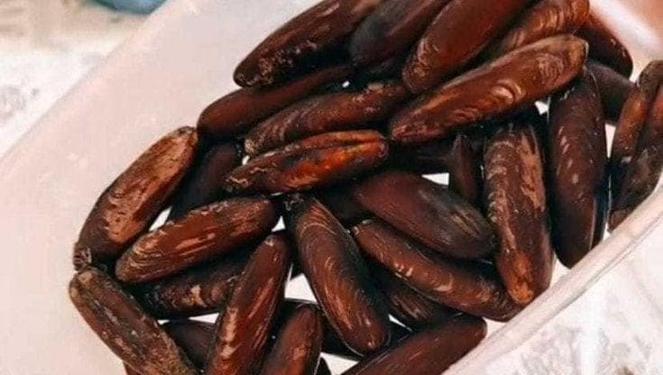Immagine del post 12927 - Bari Fondali devastati per la pesca abusiva dei datteri a Molfetta, 35 arresti: “Ecosistema a rischio” - Bari