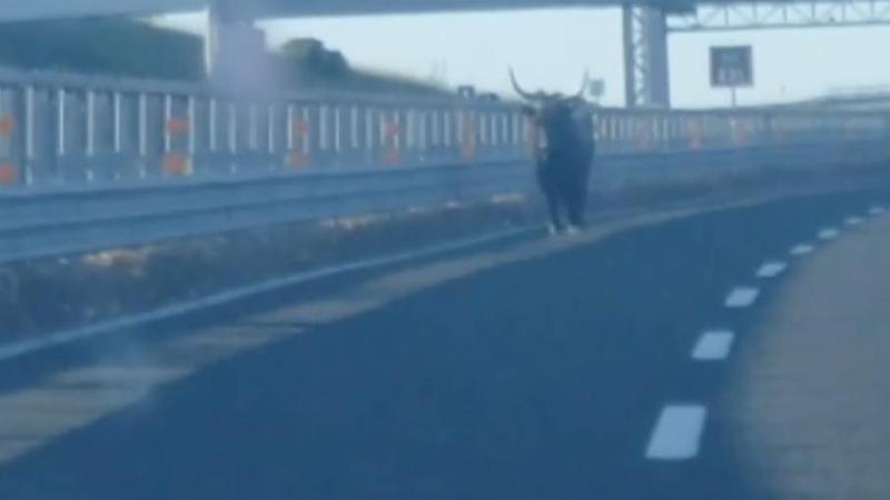 “C'è un toro in autostrada”: caos sulla A14, chiuso il tratto compreso tra Mottola e Taranto - Bari