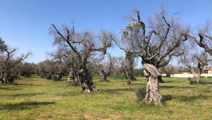 Immagine del post 7518 - Bari “No alla strage di alberi a Bari”: la protesta corre sui due fronti per xylella e fotovoltaico - Bari