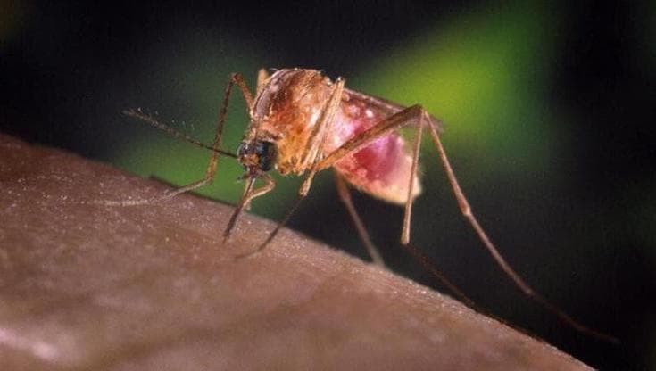 Immagine del post 24144 - Bari West Nile, turista torinese ricoverata a Margherita di Savoia: scatta la disinfestazione - Bari