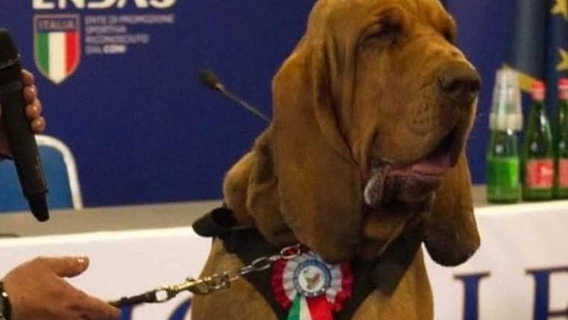 Il pm: "Bruno non fu ucciso”. L’istruttore del cane da salvataggio indagato per simulazione di reato - Bari