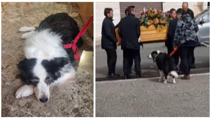 Il padrone muore, Fly lo veglia per ore seguendolo anche al funerale: “La scena ha commosso tutti” - Bari