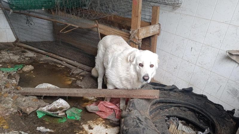 Cani legati a catene corte e lasciati senz’acqua, l’orrore nei casolari tra Bari e Monopoli: 4 casi - Bari