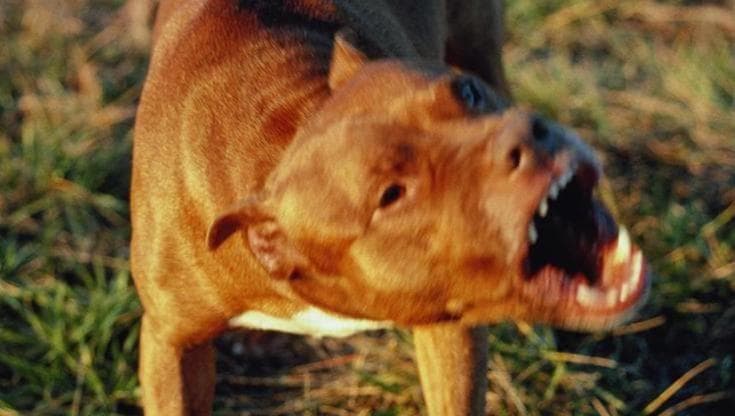 Immagine del post 18580 - Bari Bambina di 2 anni azzannata dal pitbull del vicino, il padre la libera dal morso: è in ospedale - Bari