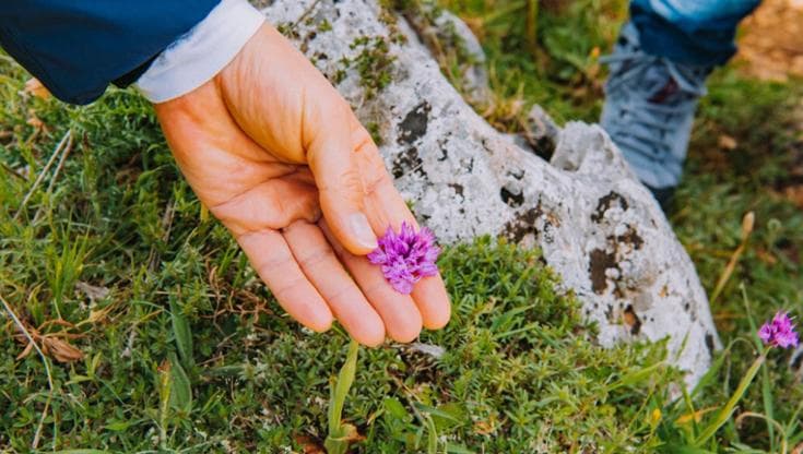 Immagine del post 6370 - Bari Orchidee selvatiche, a Mattinata quattro giorni alla scoperta dei tesori da record del Gargano - Bari