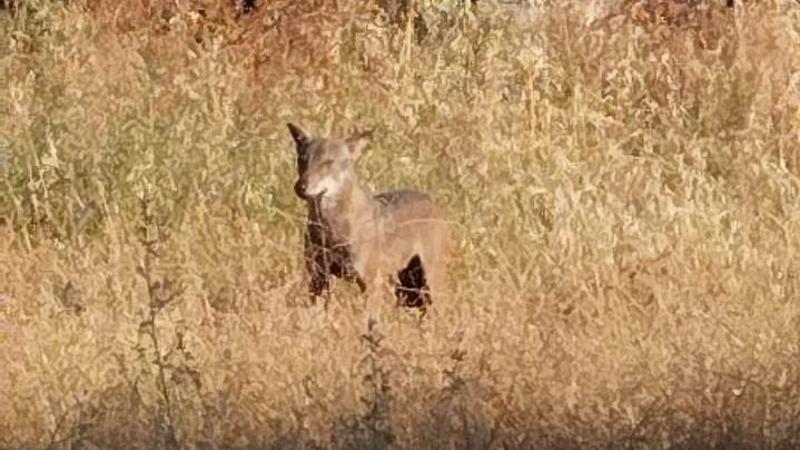 “Attenti al lupo”. Al San Paolo la segnalazione corre sui social. Lo scatto vicino a Lama Balice - Bari
