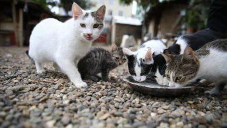 Immagine del post 8814 - Bari Orrore a Bitonto, impiccati tre gattini. L’associazione Aidaa: taglia di mille euro sui responsabili - Bari