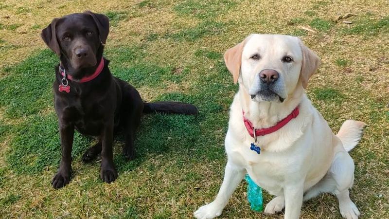 Immagine del post 8810 - Bari Allarme in Salento, scomparsi due labrador da 4 giorni: “Forse rapiti”. L’appello dei proprietari - Bari