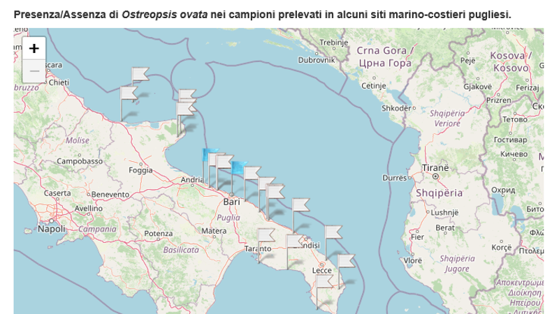 Alga tossica, in Puglia prime lievi presenze a Bari (zona Trullo) e Bisceglie. Il resto è ok - Bari