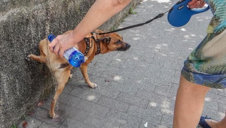 Bari, obbligo di bottiglietta anti-pipì quando si portano a spasso i cani: multe fino a 300 euro - Bari