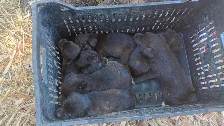 Foggia, cuccioli abbandonati in una cassetta della frutta sotto il sole cocente: “Potevano morire” - Bari