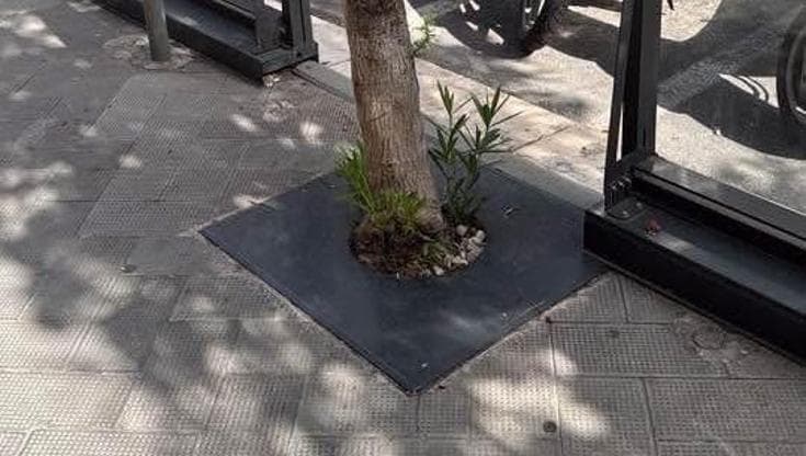 Ristoratore copre le aiuole per mettere i tavolini, l’assessora le libera: “Alberi in sofferenza” - Bari