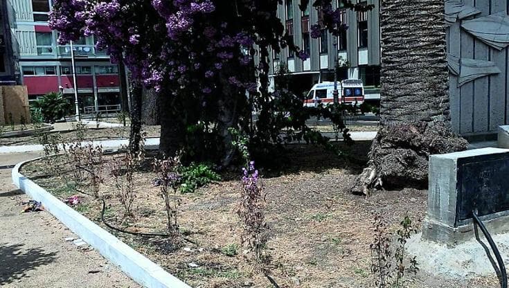 Immagine del post 23147 - Bari Bari, siepi di ligustro senz’acqua in piazza Moro: “Il caldo ha seccato il nuovo verde” - Bari