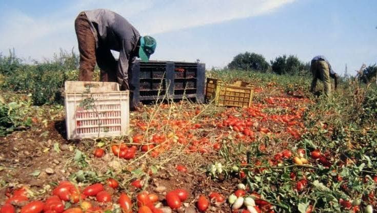 UniBa: “Troppi antidolorifici ai braccianti per sopportare la fatica nei campi. Ma non sono la cura” - Bari