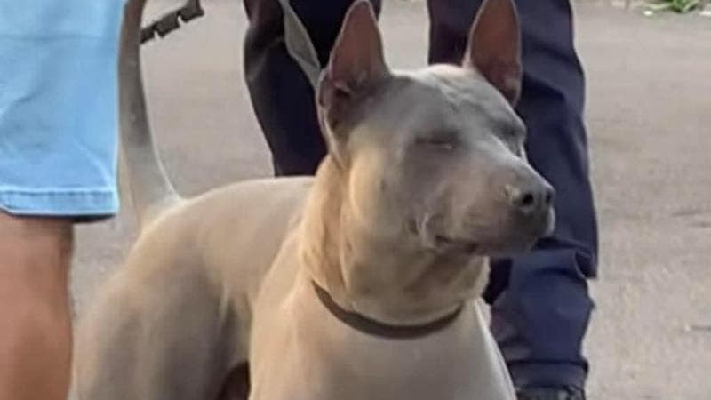 Bari, turista lascia il cane al bar e scompare per 24 ore: trovato e arrestato per resistenza - Bari