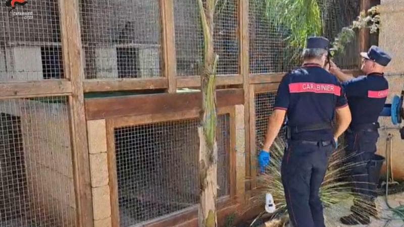 Immagine del post 10966 - Bari Oltre 100 animali esotici in casa di una famiglia vicina alla criminalità locale: una denuncia - Bari
