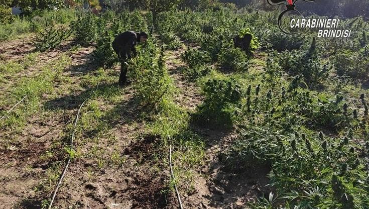 La coppia della marijuana: scoperta maxi piantagione nelle campagne di Brindisi. Due arresti - Bari