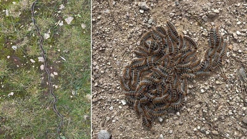 Immagine del post 2638 - Bari Allarme processionaria in Salento, parchi e boschi invasi da larve: “Quest’anno in netto anticipo” - Bari