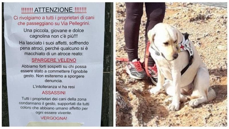 A Bari un altro cane avvelenato in strada a Carrassi. L’allarme per i cani guida dei ciechi - Bari