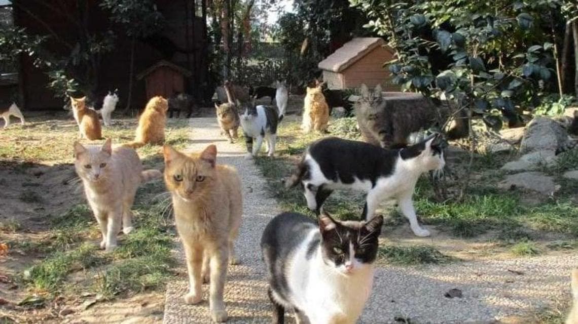 Immagine del post 17558 - Bari Medico indagato per la strage di gatti a Brindisi resta in servizio: “Sgomenti ma aspettiamo atti” - Bari