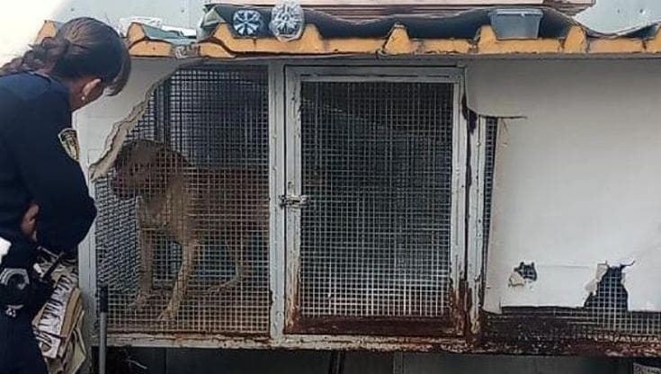 A Barletta scoperta la prigione dei pitbull: dieci esemplari incatenati e maltrattati. Un denunciato - Bari