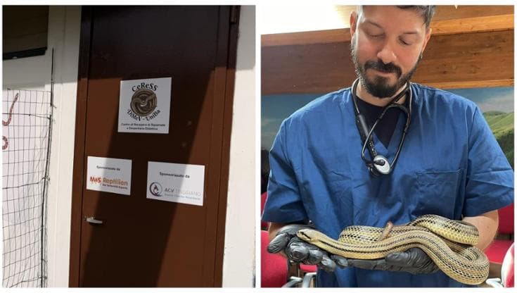 UniBa apre il centro recupero serpenti: “Qui cura e studio dei rettili, fondamentali per l’ambiente” - Bari