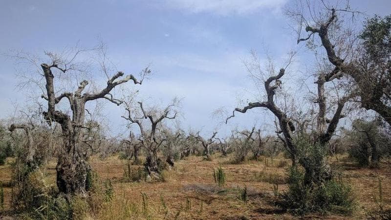 Immagine del post 4616 - Bari La Xylella spinge la destra radicale. La Bocconi dimostra crescita estremisti legata al batterio - Bari
