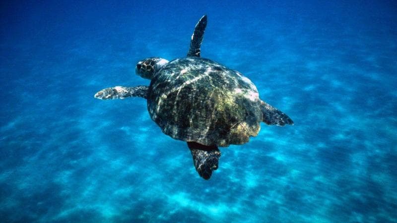 Immagine del post 24233 - Bari Tartarughe marine mordono i bagnanti a Lesina: “Serve una gestione corretta dell’habitat” - Bari