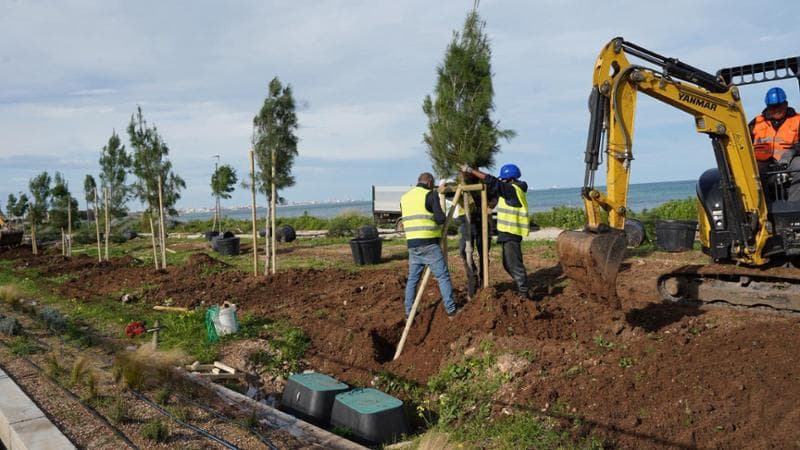 Costasud, a Bari si vedono i primi alberi del parco. Sarà il polmone verde tra i più grandi d'Europa - Bari