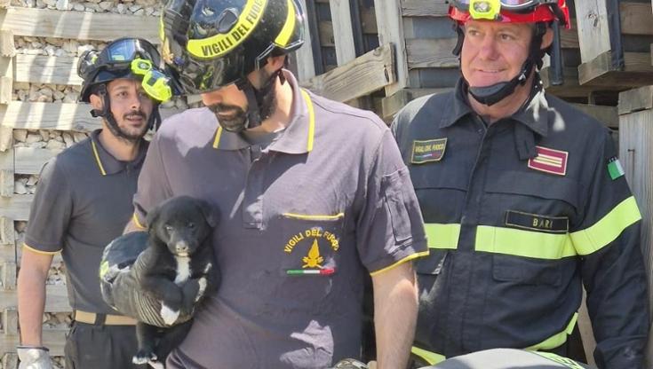 Immagine del post 7671 - Bari Tre cuccioli salvati dai vigili del fuoco: erano bloccati tra i pannelli antirumore della stazione - Bari