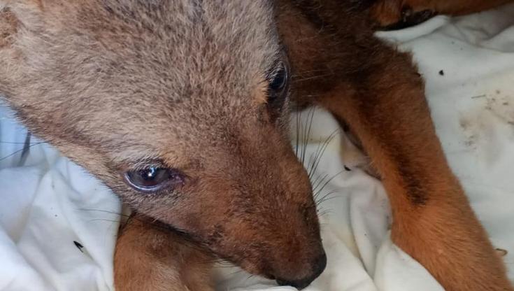 Immagine del post 8950 - Bari Un cucciolo di lupo salvato sulla tangenziale di Lecce. La madre trovata morta a poca distanza - Bari