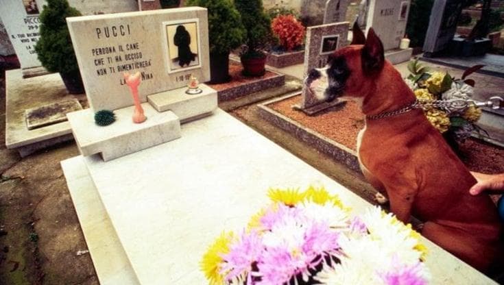A Bari nascerà il primo cimitero per cani e gatti: “Per molti sono come persone di famiglia” - Bari
