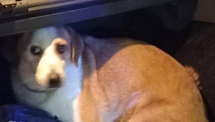 Immagine del post 24263 - Bari Lecce, lascia il cane in macchina per ore sotto il sole cocente: denunciato il proprietario - Bari