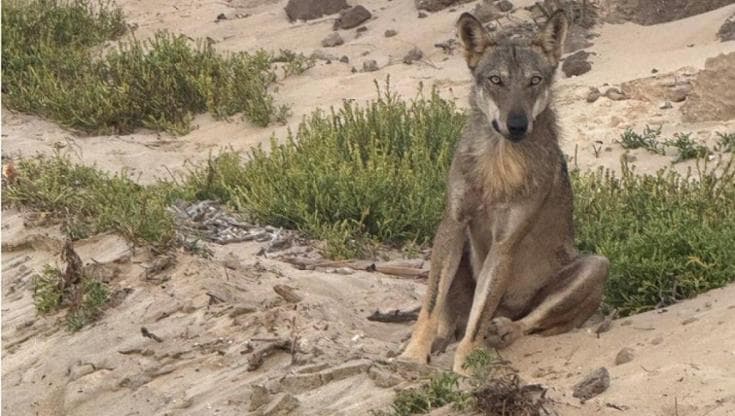 Lupi nella riserva di Torre Guaceto, panico tra i turisti. “Specie innocua, l’uomo non è una preda” - Bari