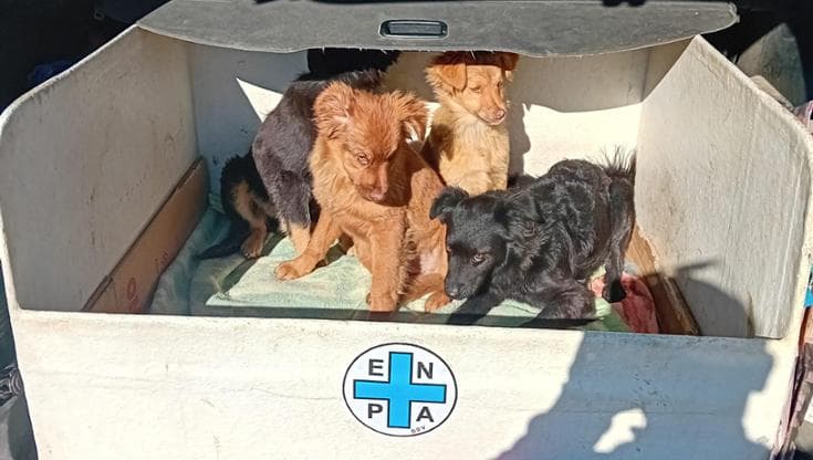 Quattro cuccioli abbandonati in un cassonetto: trovati tra i rifiuti e salvati dai residenti - Bari