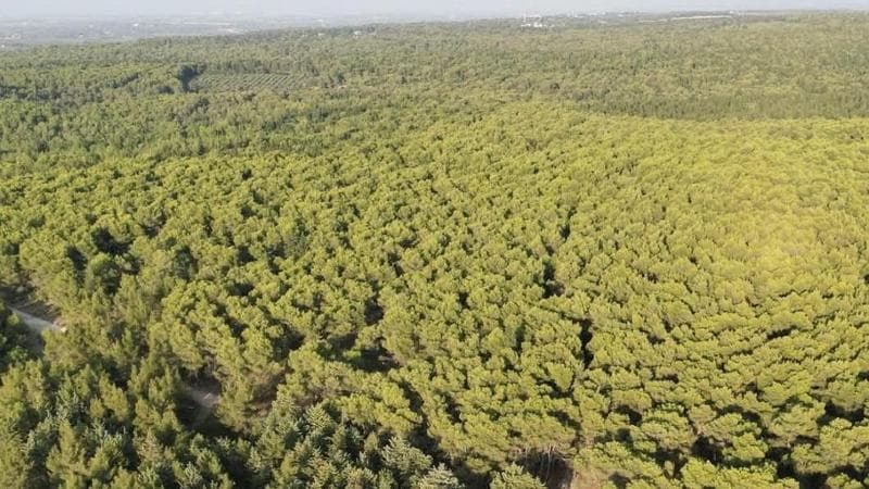 Immagine del post 16455 - Bari La foresta Mercadante compie cent’anni. Il sindaco: “La nostra piccola Amazzonia a Cassano” - Bari